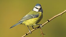 Blue Tit