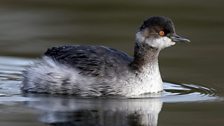 Black-Necked Grebe