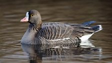 Lesser White Fronted Goose