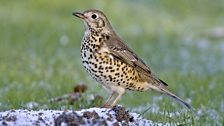 Mistle Thrush