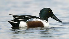 Shoveler