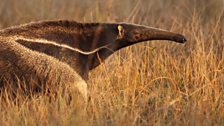 Giant anteater in Brazilian cerrado (grassland)