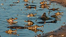 Yacare caiman, Brazilian Pantanal