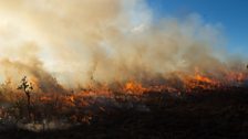 A grass fire in Brazil’s cerrado