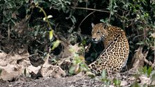 A female jaguar in the Brazilian Pantanal