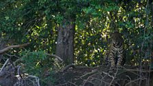 A jaguar in the Brazilian Pantanal