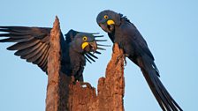 Hyacinth macaws, the largest parrot in the world