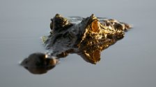 Yacare caiman, Brazilian Pantanal