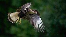 Southern crested caracara, Brazil