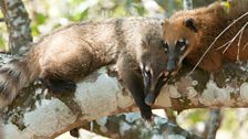 Coatis seek refuge from flood water