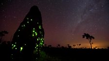 Spectacular glow worm phenomena in Brazil’s cerrado