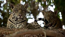 A jaguar in the Brazilian Pantanal