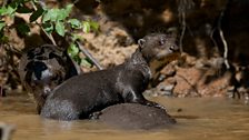 Baby giant otter learning to swim