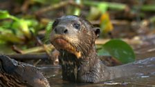 A young giant otter during its first swims away from the family holt