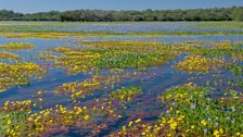 The Brazilian Pantanal in flood