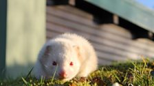 Gareth the grumpy ferret needs a home