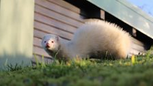 Gareth the grumpy ferret