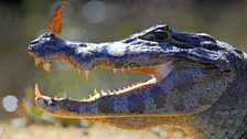 Yacare caiman, Brazilian Pantanal