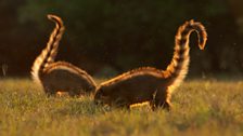 Coatis, Brazils answer to meerkats