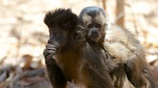 A baby tufted capuchin monkey