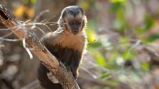 A baby tufted capuchin monkey in Serra da Capivara National Park, Brazil