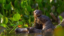 Noisy giant otters