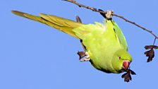 Ring Necked Parakeet