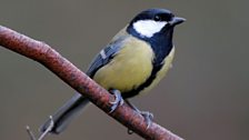 Great Tit