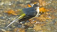 Grey Wagtail