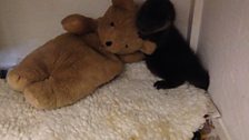 Corrie the orphaned otter