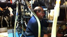 Local dairy farmer David Johnson gets stuck into the pre-dawn milking