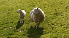 Sheep keeping an eye on a weatherman walking