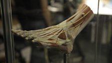 Anatomical model foot