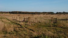 Hebridean sheep and Lincoln Red cattle