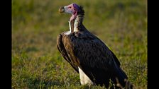 Lapet-faced vulture