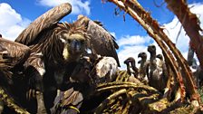 Vulture viewed from inside a carcass