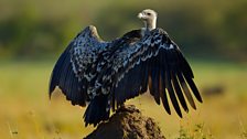 Ruppell’s griffon vulture spreading its wings