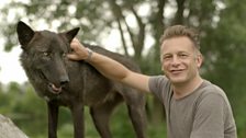 Chris with grey wolf Fiona