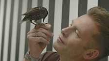 Chris and Arnie the starling