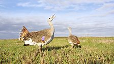 Great Bustard