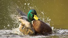 Mallard