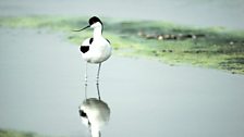 Avocet