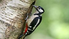 Greater Spotted Woodpecker