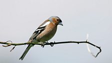 Chaffinch