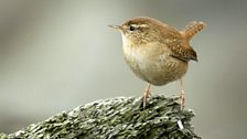 Wren