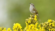 Dunnock