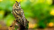 Long Eared Owl