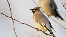 Waxwing