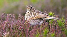 Skylark