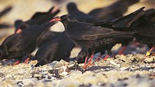 Chough